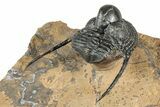 Huge, Onnia Trilobite Fossil - Top Quality Specimen #344467-4